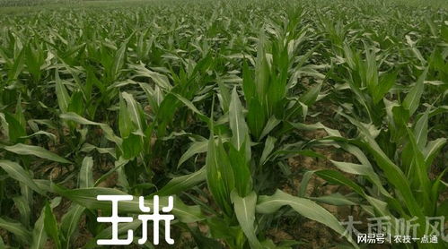 夏玉米二代鉆心蟲防治關鍵期 精準時間與科學方法助你增產