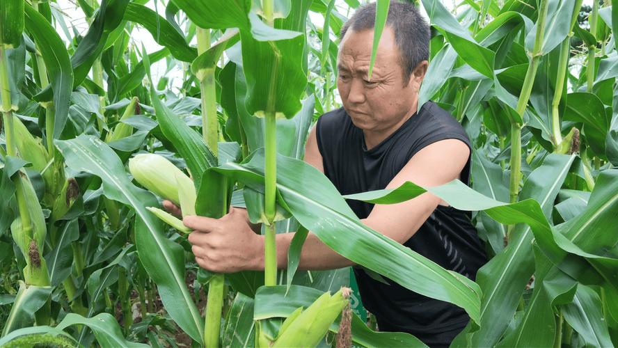遜克 駐村精準幫扶，黏玉米產業豐產提質